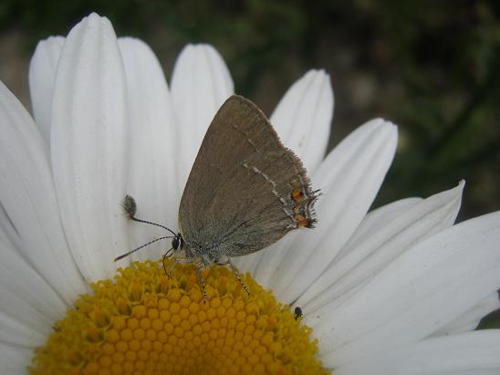Name:  papatya 1.JPG
Views: 823
Size:  36.4 KB