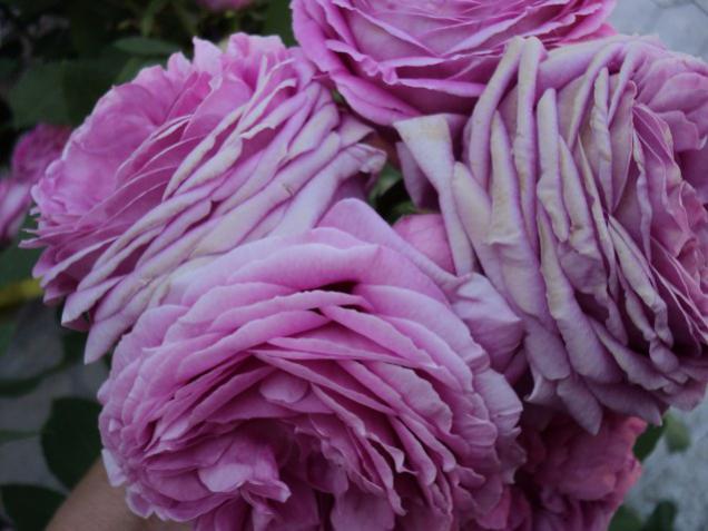 Name:  DSC01549_637x478.jpg
Views: 470
Size:  44.3 KB