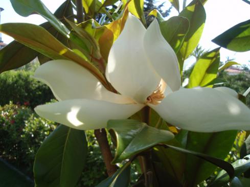 Name:  manolya.jpg
Views: 1644
Size:  26.6 KB