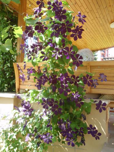 Name:  clematis.jpg
Views: 1423
Size:  50.1 KB