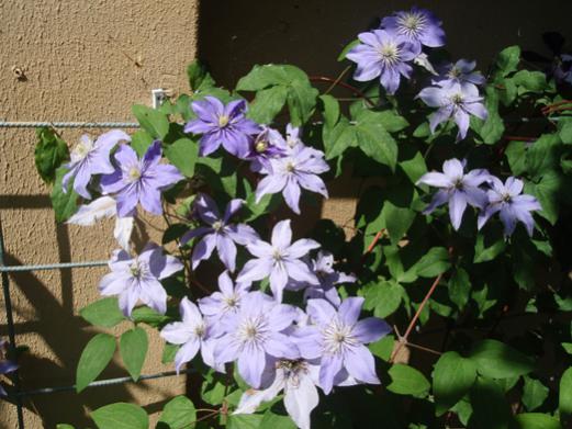 Name:  clematis2.jpg
Views: 1422
Size:  42.8 KB