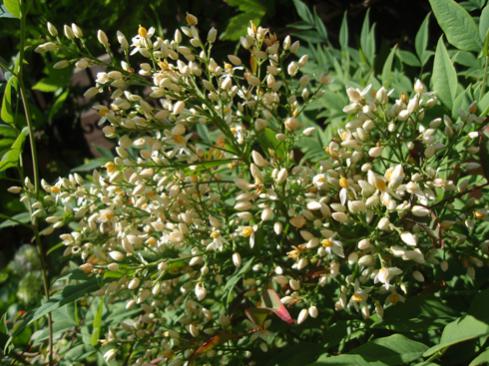 Name:  nandina.jpg
Views: 1658
Size:  47.4 KB