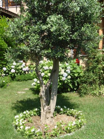 Name:  zeytin.jpg
Views: 1402
Size:  53.7 KB
