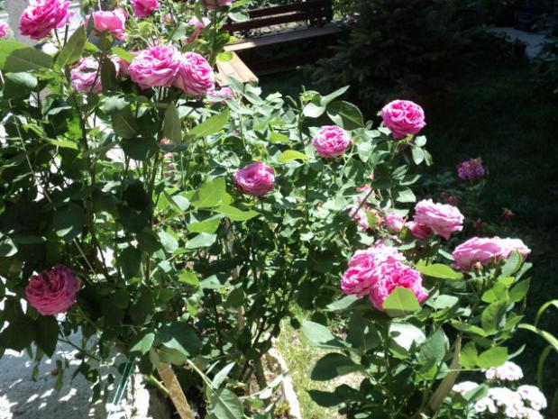 Name:  DSC01529_637x478.jpg
Views: 552
Size:  71.7 KB