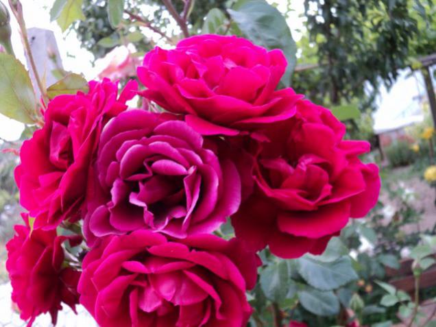 Name:  DSC01574_637x478.jpg
Views: 729
Size:  48.0 KB