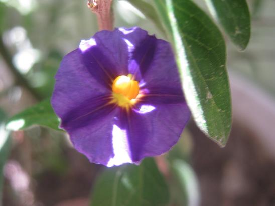 Name:  solanum.JPG
Views: 630
Size:  35.8 KB