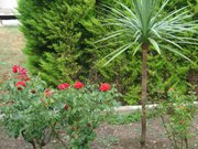 Name:  186519_1839054958_6386790_n[1].jpg
Views: 427
Size:  13.9 KB