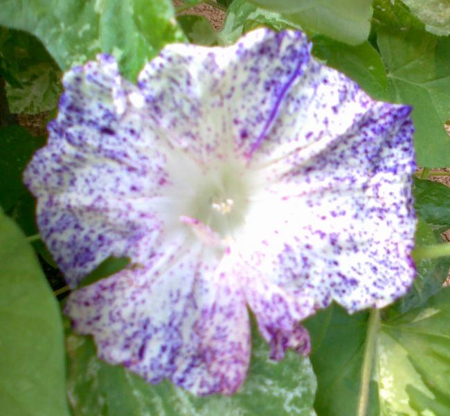 Name:  030720111249.jpg
Views: 611
Size:  53.4 KB