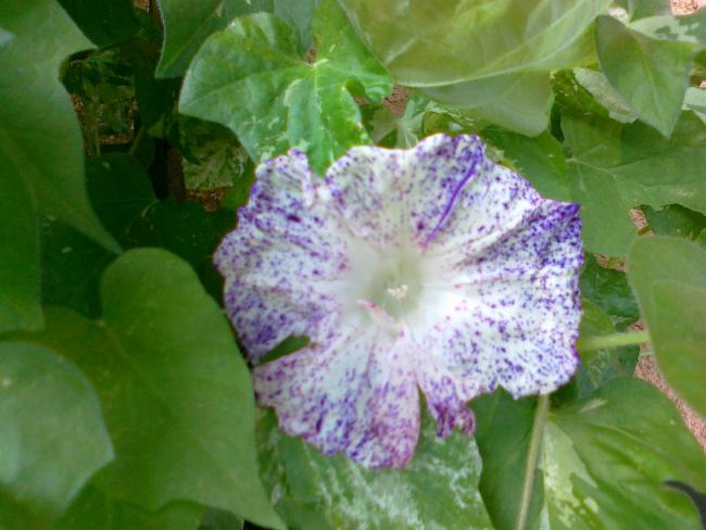 Name:  030720111247.jpg
Views: 605
Size:  43.5 KB