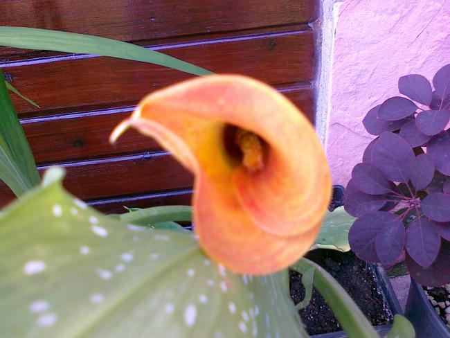 Name:  030720111259.jpg
Views: 609
Size:  44.2 KB