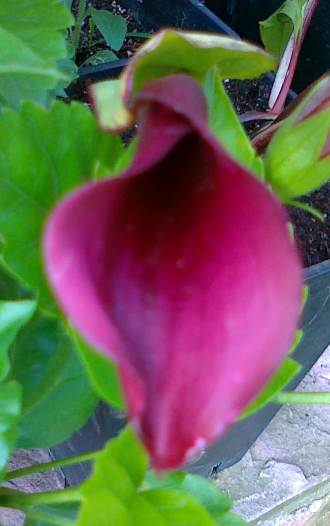 Name:  030720111260.jpg
Views: 602
Size:  70.2 KB