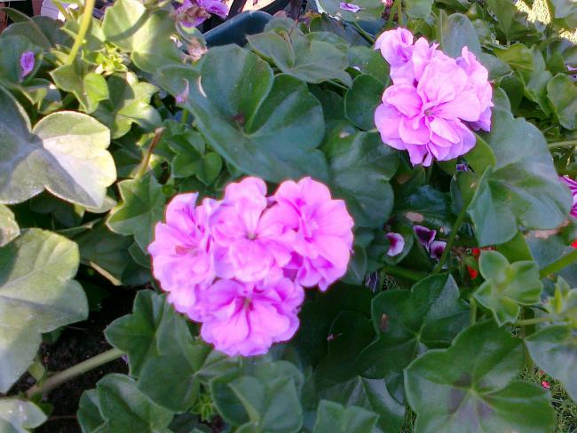 Name:  030720111291.jpg
Views: 609
Size:  56.5 KB