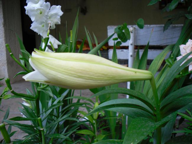 Name:  SDC12475 copy.jpg
Views: 703
Size:  45.2 KB