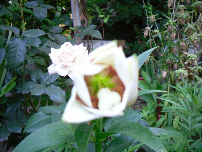 Name:  SDC12476 copy.jpg
Views: 717
Size:  52.8 KB