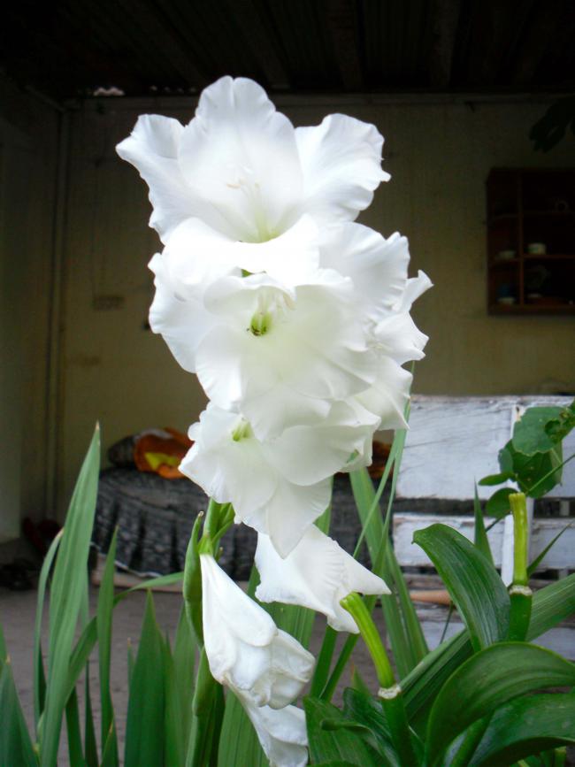 Name:  SDC12477 copy.jpg
Views: 690
Size:  53.5 KB