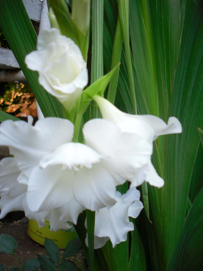 Name:  SDC12478 copy.jpg
Views: 719
Size:  53.8 KB
