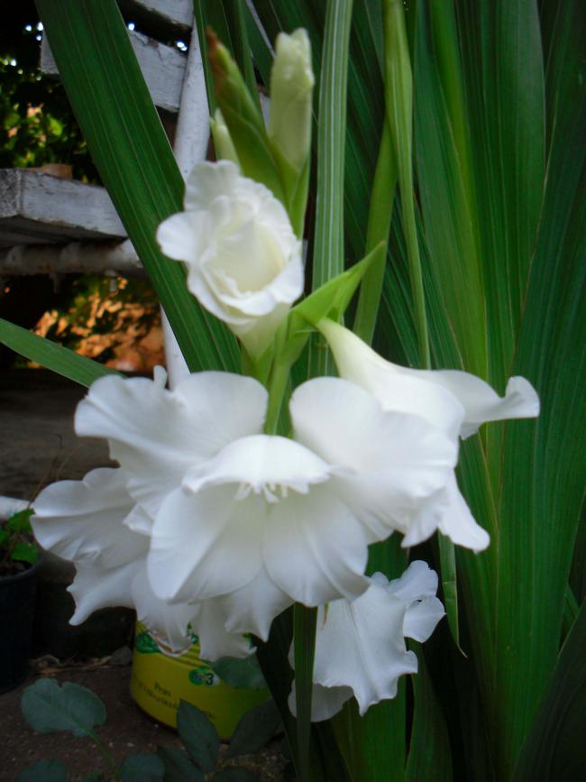 Name:  SDC12479 copy.jpg
Views: 691
Size:  56.8 KB