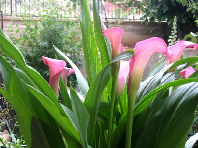 Name:  k.galla.jpg
Views: 736
Size:  53.5 KB