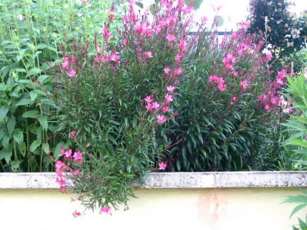 Name:  k.gaura.jpg
Views: 796
Size:  70.4 KB