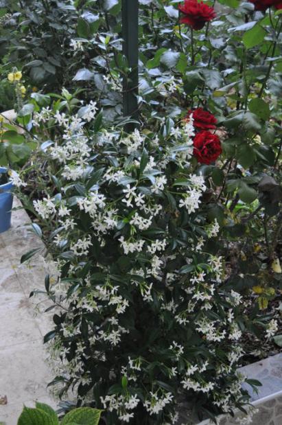 Name:  yaseminim.jpg
Views: 809
Size:  64.5 KB