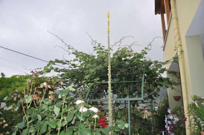 Name:  nedir.jpg
Views: 733
Size:  48.1 KB