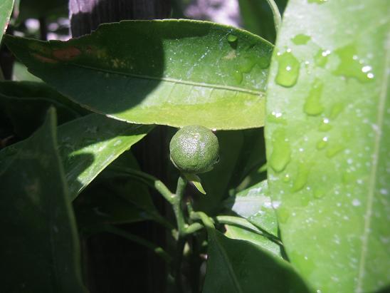 Name:  limon mu mandailn mi.JPG
Views: 1085
Size:  40.7 KB