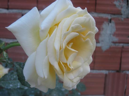 Name:  gl.JPG
Views: 1072
Size:  36.4 KB