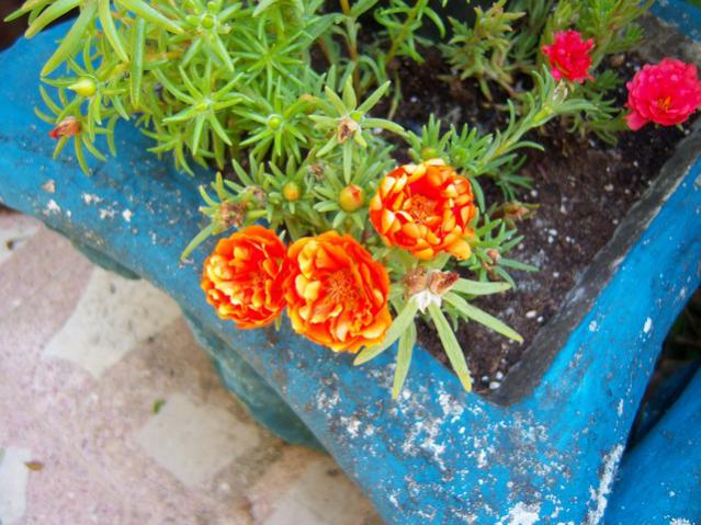 Name:  100_1982.jpg
Views: 463
Size:  61.5 KB
