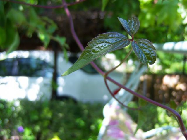 Name:  100_1994.jpg
Views: 392
Size:  36.8 KB
