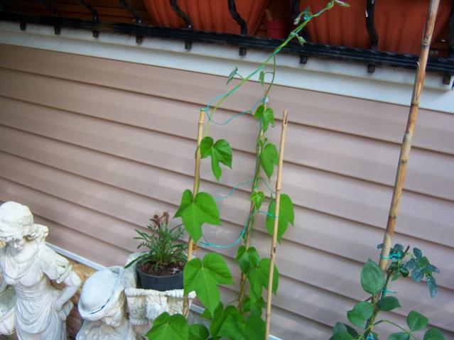 Name:  100_1996.jpg
Views: 418
Size:  40.9 KB