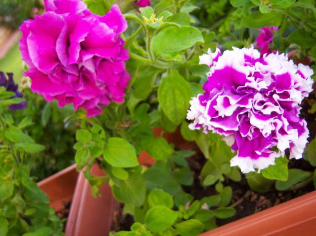 Name:  100_2006.jpg
Views: 433
Size:  49.9 KB