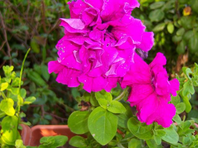 Name:  100_2007.jpg
Views: 423
Size:  47.1 KB