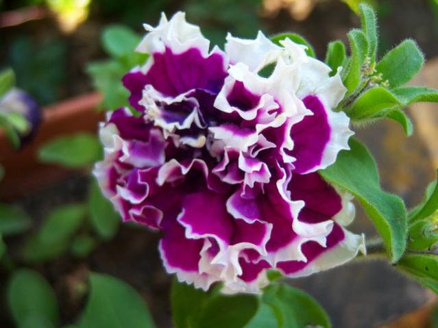 Name:  100_2009.jpg
Views: 420
Size:  39.8 KB