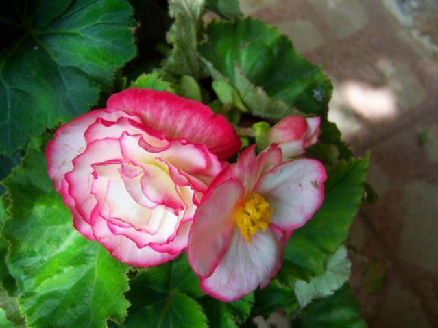 Name:  100_2016.jpg
Views: 402
Size:  38.2 KB