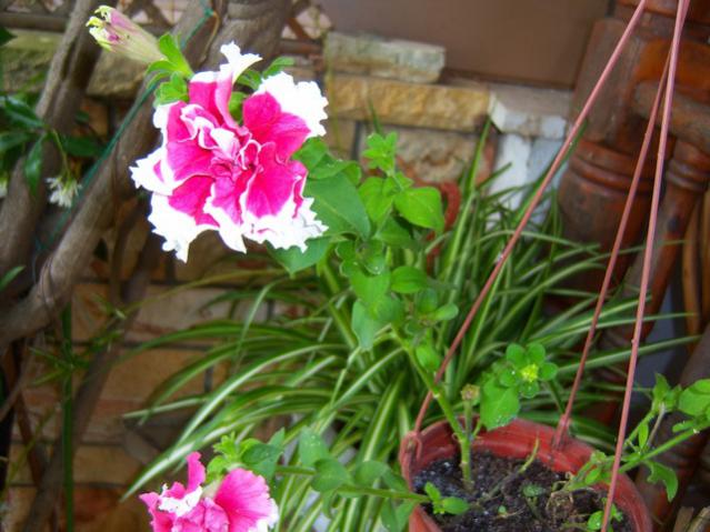 Name:  100_2020.jpg
Views: 412
Size:  51.3 KB