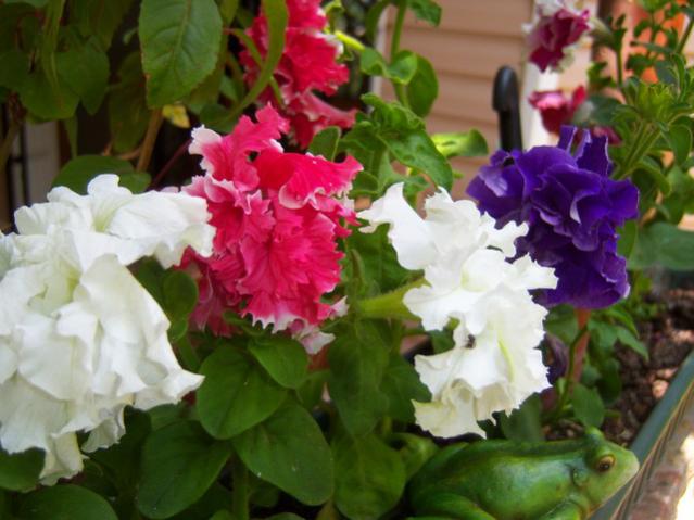 Name:  100_2021.jpg
Views: 398
Size:  44.4 KB