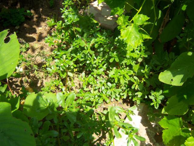 Name:  100_2031.jpg
Views: 411
Size:  68.8 KB