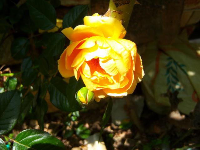 Name:  100_2033.jpg
Views: 399
Size:  34.2 KB