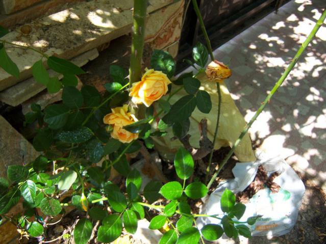 Name:  100_2035.jpg
Views: 438
Size:  59.3 KB