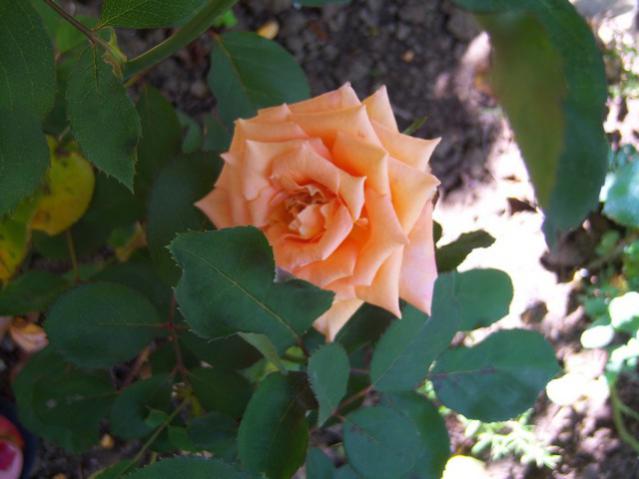 Name:  100_2036.jpg
Views: 434
Size:  35.4 KB