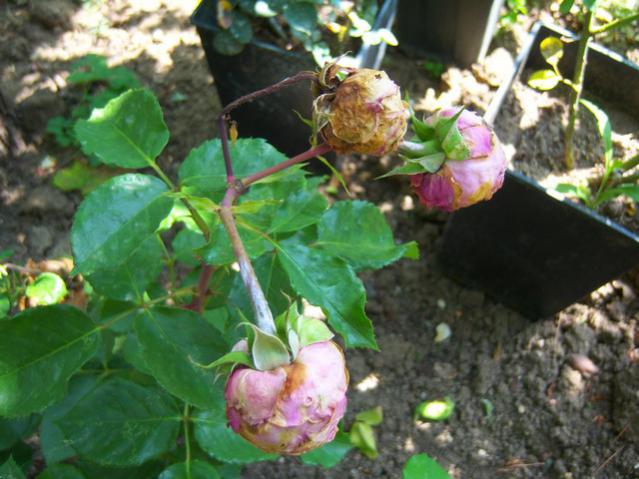 Name:  100_2037.jpg
Views: 411
Size:  52.1 KB