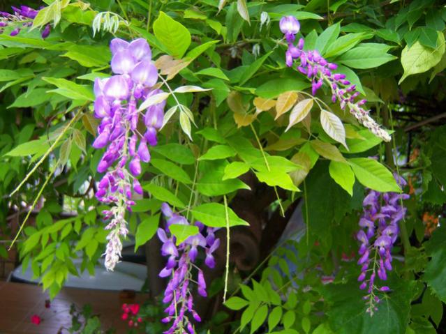 Name:  100_2051.jpg
Views: 426
Size:  62.3 KB