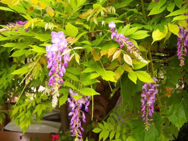 Name:  100_2052.jpg
Views: 418
Size:  66.9 KB