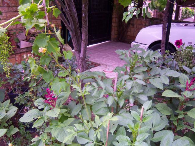 Name:  100_2060.jpg
Views: 457
Size:  67.6 KB