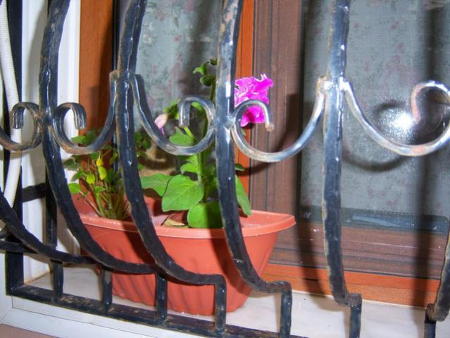 Name:  100_2064.jpg
Views: 402
Size:  51.1 KB