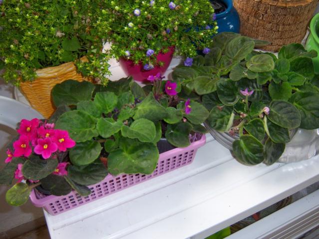 Name:  100_2066.jpg
Views: 450
Size:  55.0 KB