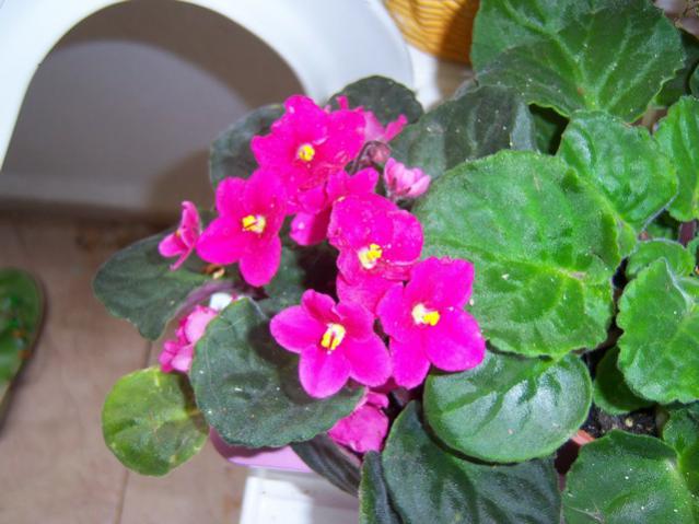 Name:  100_2067.jpg
Views: 410
Size:  45.5 KB