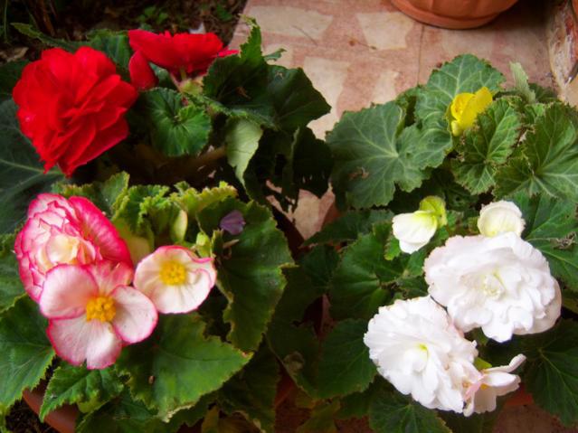 Name:  100_2074.jpg
Views: 416
Size:  48.8 KB