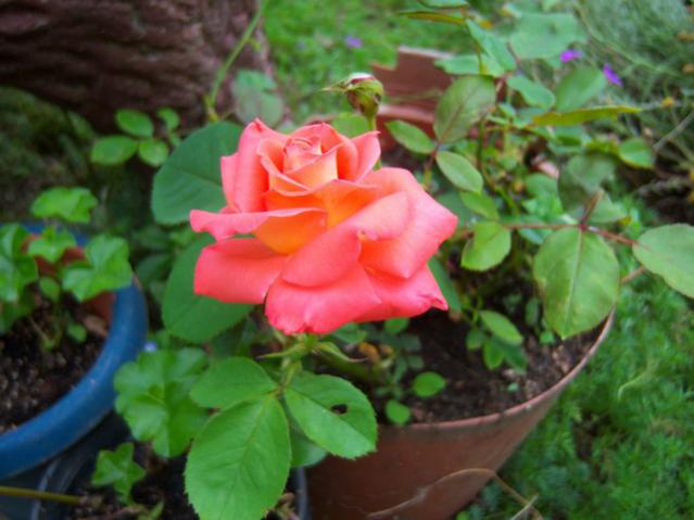 Name:  100_2084.jpg
Views: 378
Size:  41.1 KB