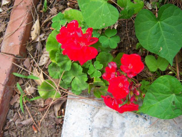 Name:  100_2092.jpg
Views: 448
Size:  59.0 KB